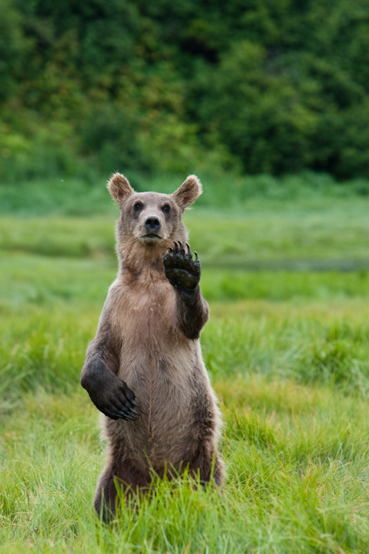 Grizzly Bear Cub